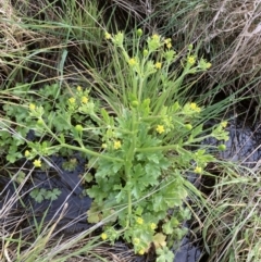 Ranunculus sceleratus subsp. sceleratus (Celery-leaved Buttercup, Celery Buttercup) at Crace Grasslands - 12 Oct 2022 by MattM