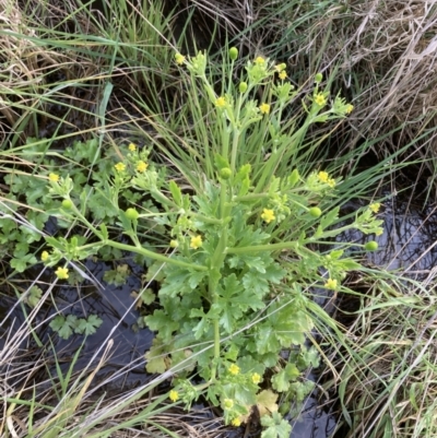 Ranunculus sceleratus subsp. sceleratus (Celery-leaved Buttercup, Celery Buttercup) at Mitchell, ACT - 12 Oct 2022 by MattM