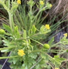 Ranunculus sceleratus subsp. sceleratus at Mitchell, ACT - 12 Oct 2022 08:57 AM