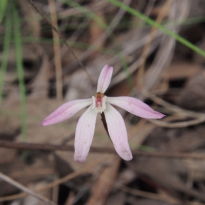 Caladenia fuscata (Dusky Fingers) at Acton, ACT - 11 Oct 2022 by BarrieR