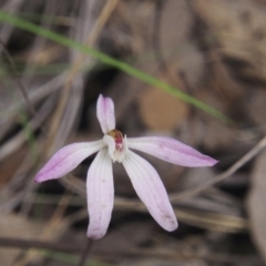 Caladenia fuscata (Dusky Fingers) at Acton, ACT - 10 Oct 2022 by BarrieR