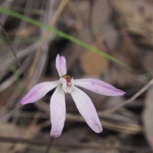 Caladenia fuscata at Acton, ACT - suppressed