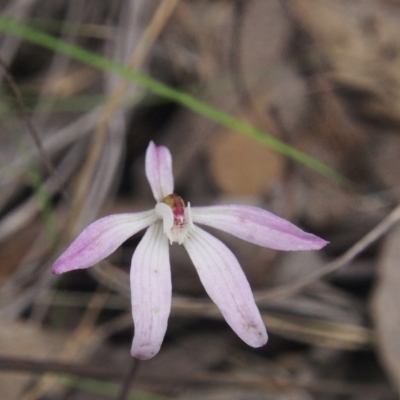 Caladenia fuscata (Dusky Fingers) at Acton, ACT - 11 Oct 2022 by BarrieR