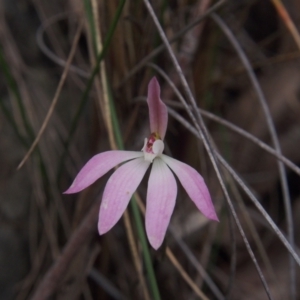 Caladenia fuscata at Acton, ACT - suppressed