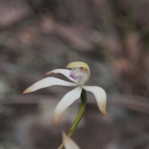 Caladenia ustulata at Acton, ACT - 11 Oct 2022