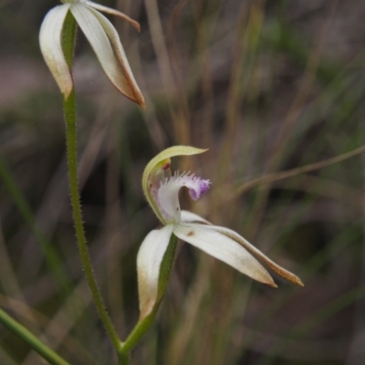 Caladenia ustulata (Brown Caps) at Acton, ACT - 10 Oct 2022 by BarrieR