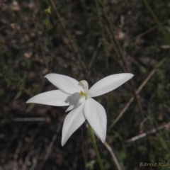 Glossodia major (Wax Lip Orchid) at Molonglo Valley, ACT - 11 Oct 2022 by BarrieR