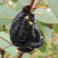 Perga sp. (genus) (Sawfly or Spitfire) at Wanniassa Hill - 12 Oct 2022 by Mike