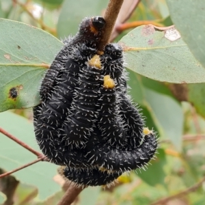 Perga sp. (genus) at Jerrabomberra, ACT - 12 Oct 2022