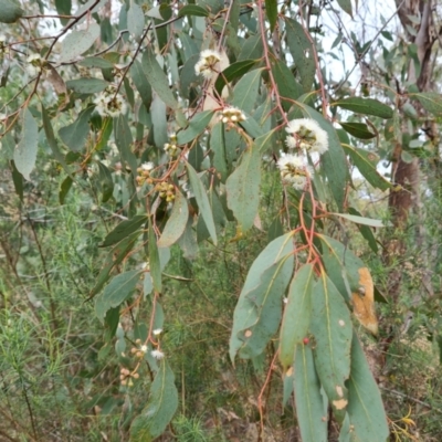 Eucalyptus dives (Broad-leaved Peppermint) at Wanniassa Hill - 12 Oct 2022 by Mike
