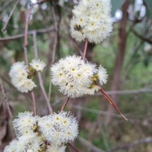 Eucalyptus dives at Wanniassa Hill - 12 Oct 2022 02:55 PM