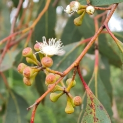 Eucalyptus dives at Wanniassa Hill - 12 Oct 2022