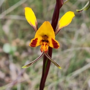 Diuris semilunulata at Jerrabomberra, ACT - 12 Oct 2022