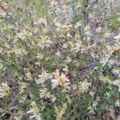 Brachyloma daphnoides (Daphne Heath) at Jerrabomberra, ACT - 12 Oct 2022 by Mike