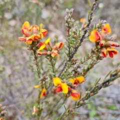 Dillwynia sericea (Egg And Bacon Peas) at Wanniassa Hill - 12 Oct 2022 by Mike