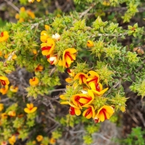 Pultenaea procumbens at Jerrabomberra, ACT - 12 Oct 2022