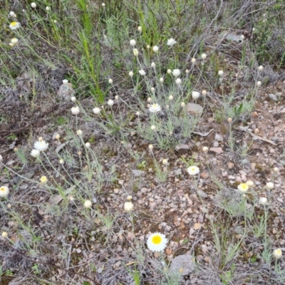 Leucochrysum albicans subsp. tricolor (Hoary Sunray) at Jerrabomberra, ACT - 12 Oct 2022 by Mike