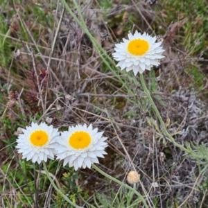 Leucochrysum albicans subsp. tricolor at Jerrabomberra, ACT - 12 Oct 2022