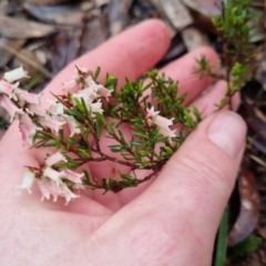 Cryptandra amara at Bungendore, NSW - 7 Oct 2022