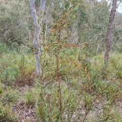 Daviesia mimosoides subsp. mimosoides at Wanniassa Hill - 12 Oct 2022 by Mike