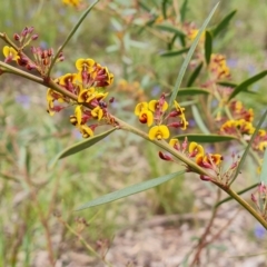 Daviesia mimosoides subsp. mimosoides at Fadden, ACT - 12 Oct 2022