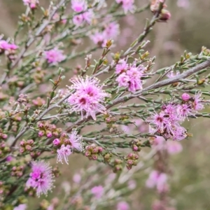 Kunzea parvifolia at Fadden, ACT - 12 Oct 2022