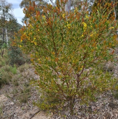 Acacia penninervis var. penninervis (Hickory Wattle) at Fadden, ACT - 12 Oct 2022 by Mike