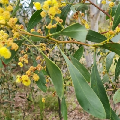 Acacia pycnantha (Golden Wattle) at Wanniassa Hill - 12 Oct 2022 by Mike