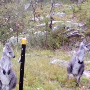 Osphranter robustus robustus at Kambah, ACT - 7 Apr 2022 05:31 PM