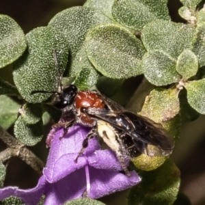 Lasioglossum (Callalictus) callomelittinum at Acton, ACT - 12 Oct 2022 11:05 AM