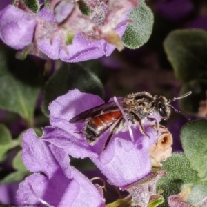 Lasioglossum (Parasphecodes) sp. (genus & subgenus) at Acton, ACT - 12 Oct 2022