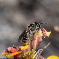 Leioproctus sp. (genus) (Plaster bee) at Bruce, ACT - 11 Oct 2022 by Roger