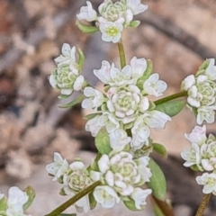 Poranthera microphylla (Small Poranthera) at Wanniassa Hill - 12 Oct 2022 by Mike