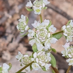 Poranthera microphylla at Fadden, ACT - 12 Oct 2022