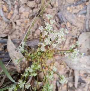 Poranthera microphylla at Fadden, ACT - 12 Oct 2022