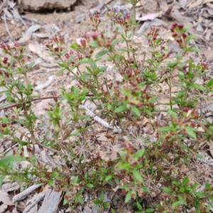 Pomax umbellata at Fadden, ACT - 12 Oct 2022 04:10 PM