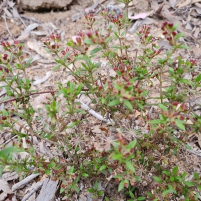 Pomax umbellata (A Pomax) at Wanniassa Hill - 12 Oct 2022 by Mike