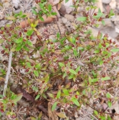 Pomax umbellata at Fadden, ACT - 12 Oct 2022 04:10 PM