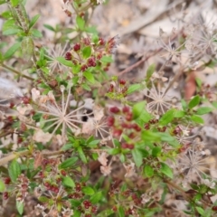 Pomax umbellata at Fadden, ACT - 12 Oct 2022 04:10 PM