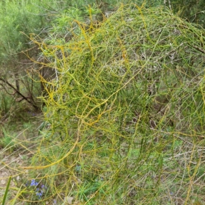 Cassytha pubescens (Devil's Twine) at Wanniassa Hill - 12 Oct 2022 by Mike