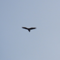 Aquila audax (Wedge-tailed Eagle) at Jerrabomberra, ACT - 10 Oct 2022 by RodDeb