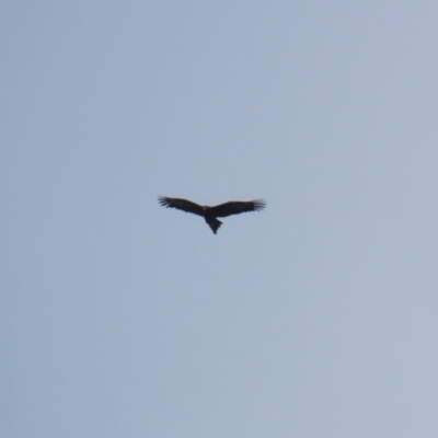 Aquila audax (Wedge-tailed Eagle) at Jerrabomberra, ACT - 11 Oct 2022 by RodDeb