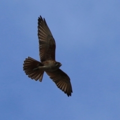 Falco berigora (Brown Falcon) at Jerrabomberra, ACT - 10 Oct 2022 by RodDeb