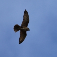 Falco berigora at Jerrabomberra, ACT - 11 Oct 2022