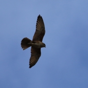 Falco berigora at Jerrabomberra, ACT - 11 Oct 2022 10:57 AM