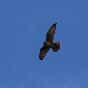 Falco berigora at Jerrabomberra, ACT - 11 Oct 2022