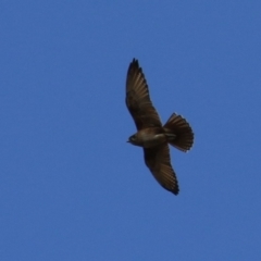 Falco berigora at Jerrabomberra, ACT - 11 Oct 2022 10:57 AM