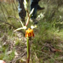 Diuris semilunulata (Late Leopard Orchid) at Googong, NSW - 11 Oct 2022 by coljet