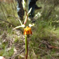 Diuris semilunulata (Late Leopard Orchid) - 1 Jan 1900 by coljet