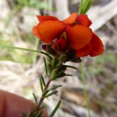 Dillwynia sericea (Egg And Bacon Peas) at Karabar, NSW - 12 Oct 2022 by coljet